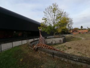 tn_5. Znajome żyrafy z wrocławskiego ogrodu zoologicznego