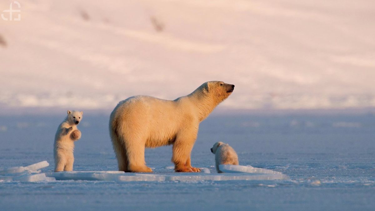 l_fld15_niedzwiedz-polarny-svalbard-062014-foto-asgeir-helgestad-artic-light-as-1