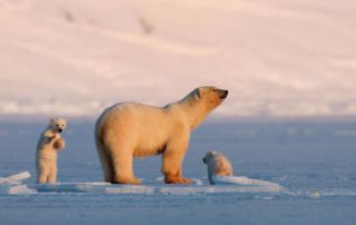 l_fld15_niedzwiedz-polarny-svalbard-062014-foto-asgeir-helgestad-artic-light-as-1