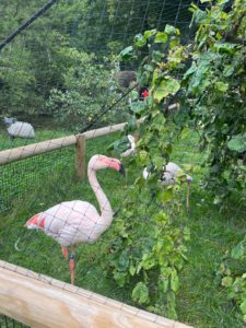 3E ZOO biologia dwujęzyczna (4)