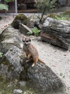 3E ZOO biologia dwujęzyczna (5)
