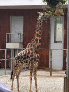 3E ZOO biologia dwujęzyczna (7)