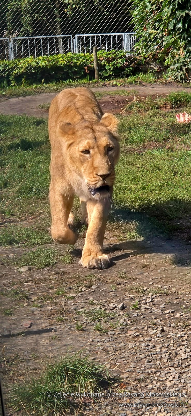 ZOO 3A 2026 (1)