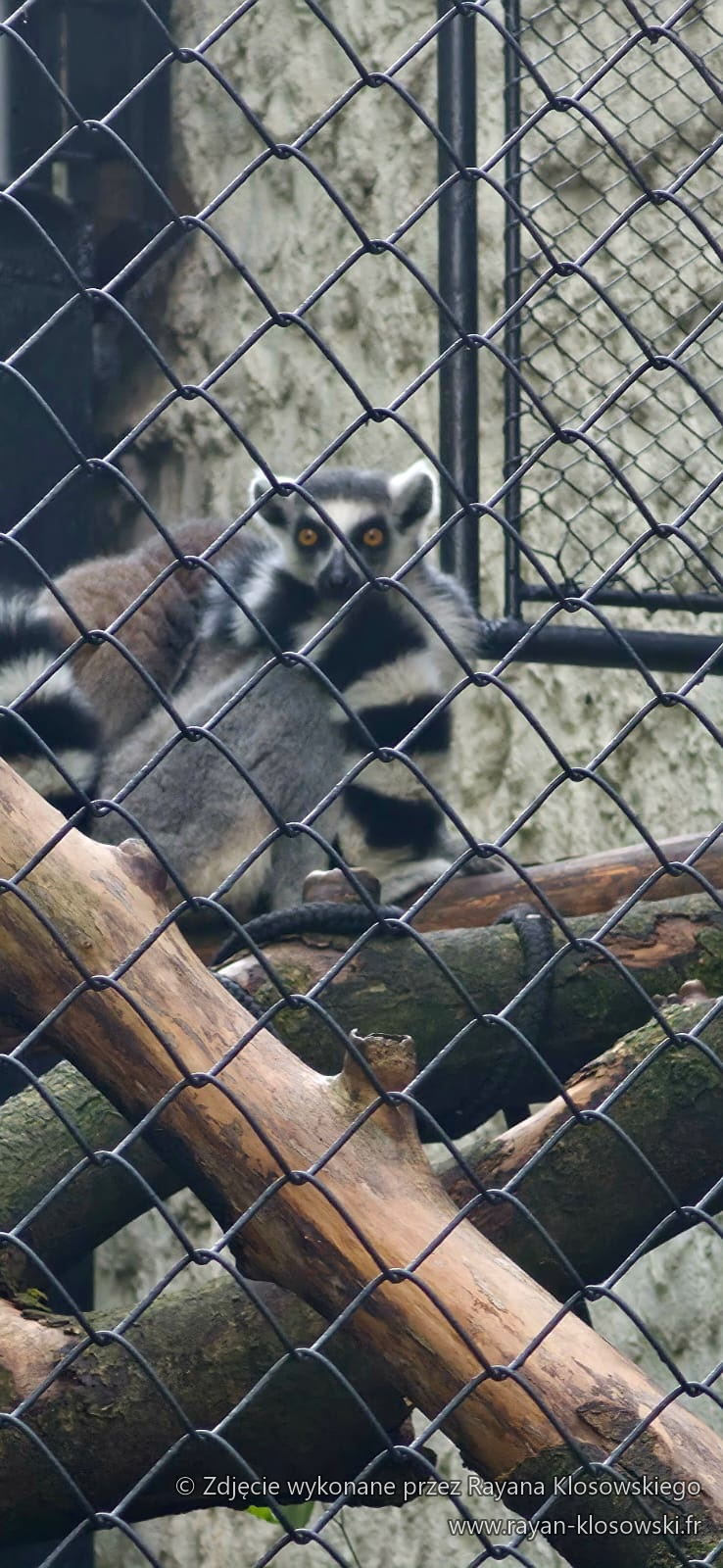ZOO 3A 2026 (10)