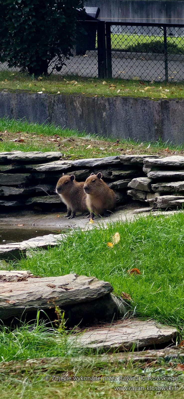 ZOO 3A 2026 (2)