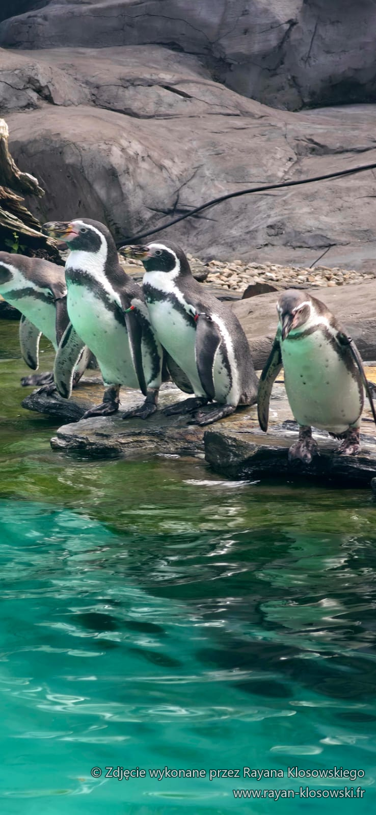 ZOO 3A 2026 (3)