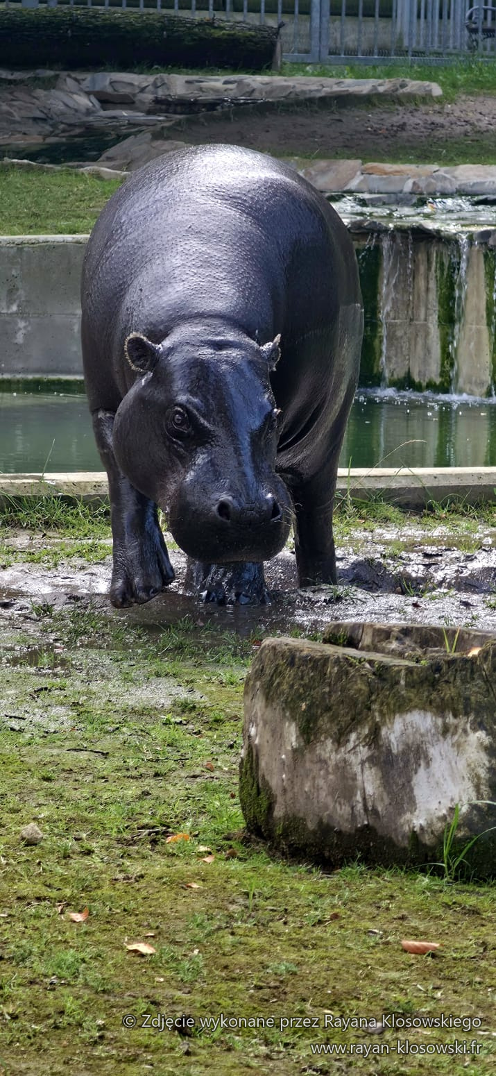 ZOO 3A 2026 (8)